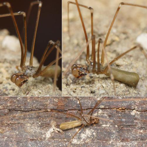 Réf. 205 846 : Pholcus opilionoides